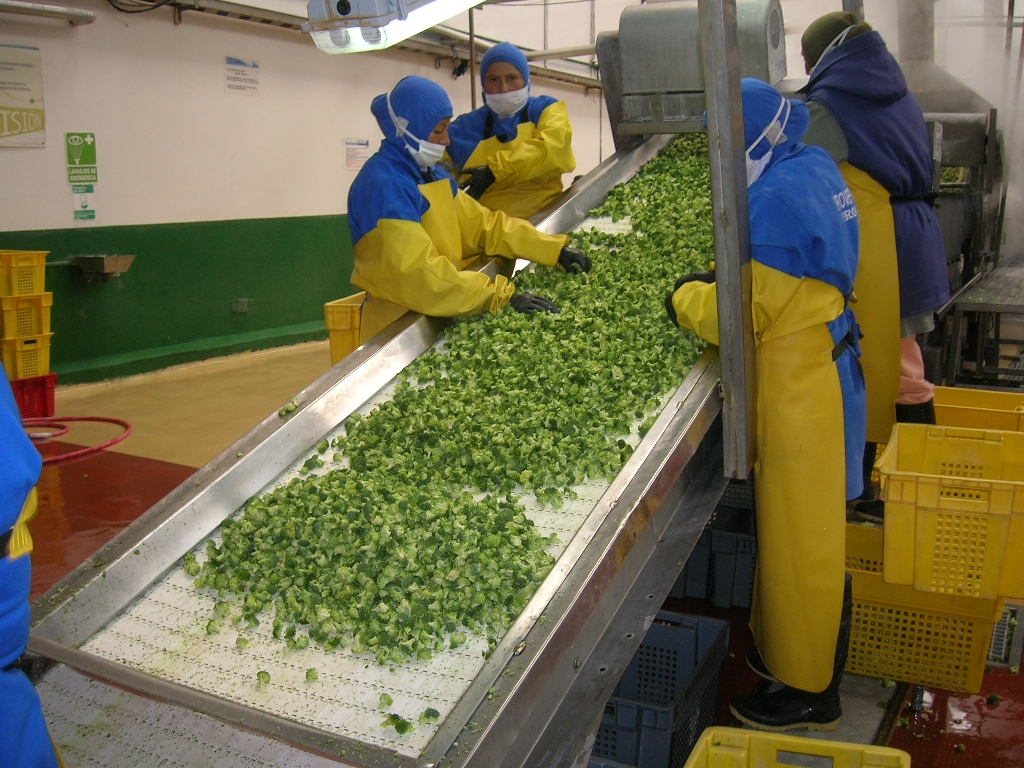 蔬菜分揀輸送機上料裝置原理及參數(shù)的選取